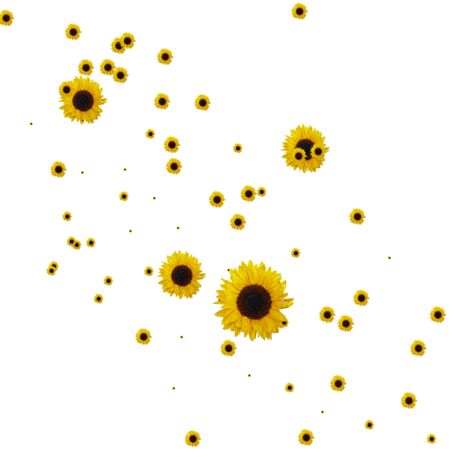 Free Free 210 Transparent Background Sunflower Clipart Free SVG PNG EPS DXF File