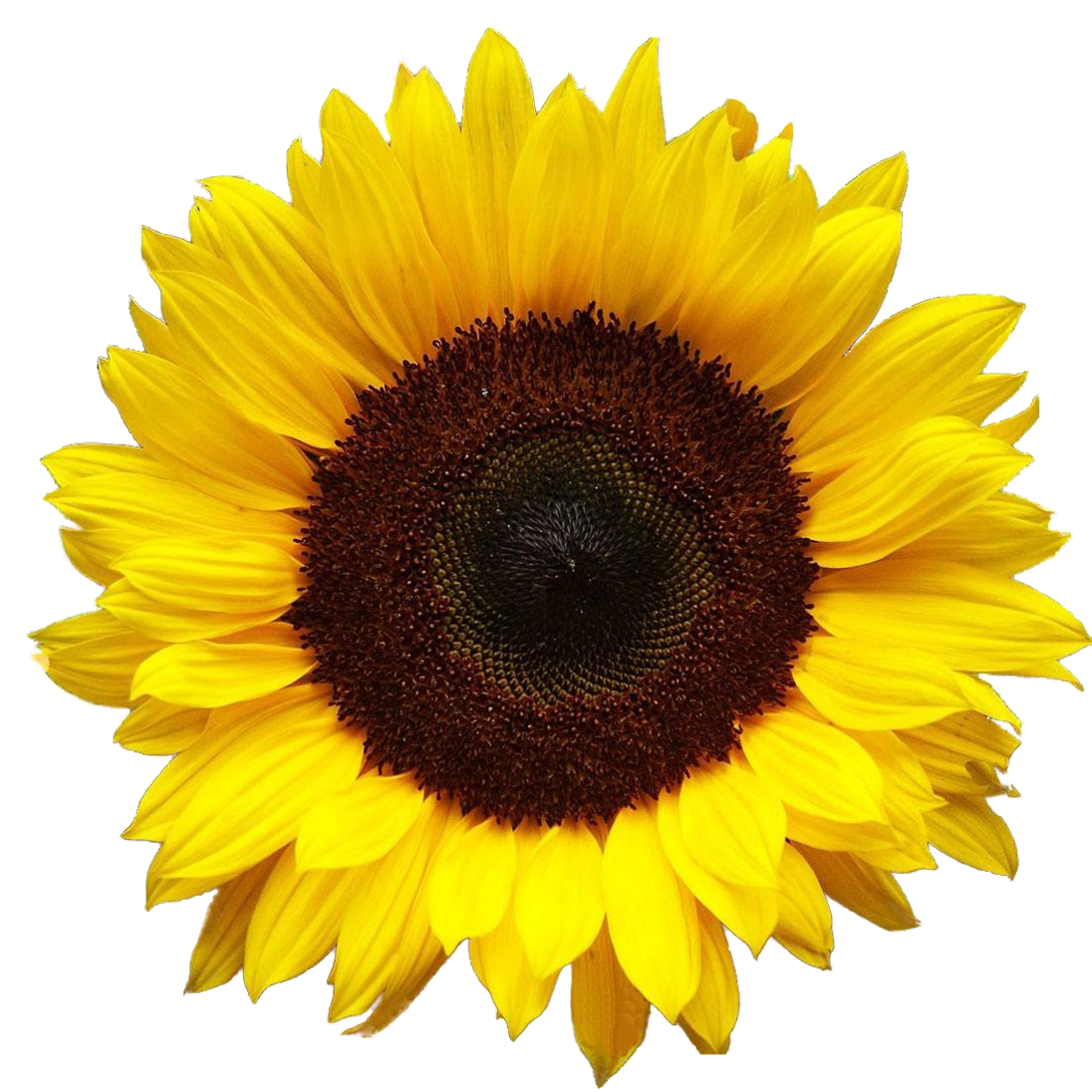 Free Free 267 Transparent Background Sunflower Clipart Free SVG PNG EPS DXF File