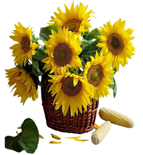 Free Free 109 Transparent Background Sunflower Clipart Free SVG PNG EPS DXF File