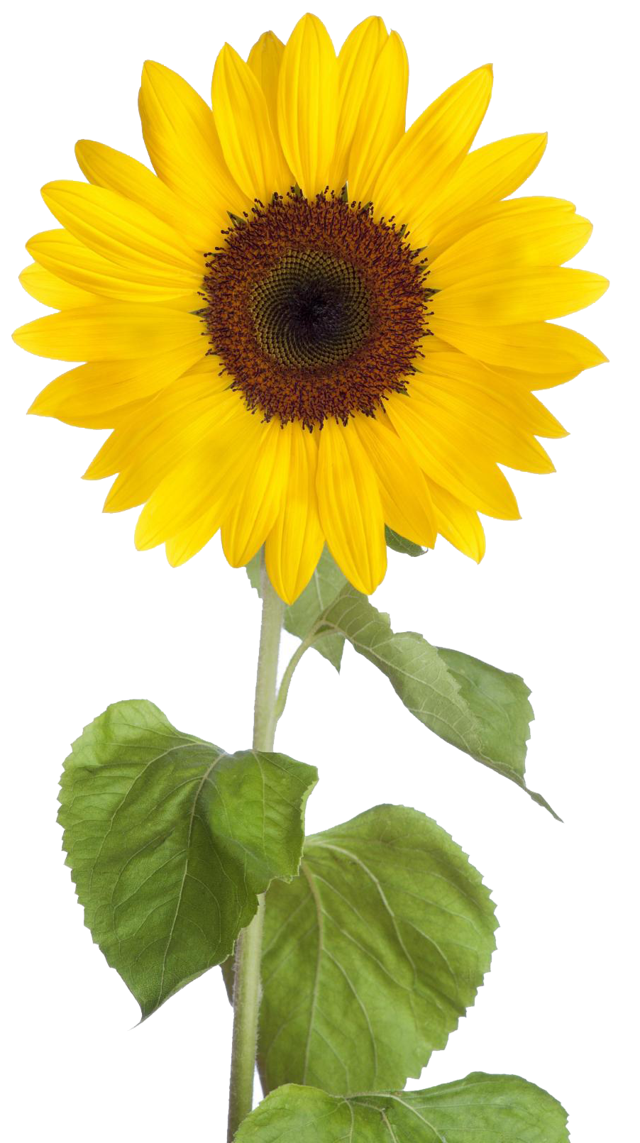 Free Download Sunflower Images Png Transparent Background Free