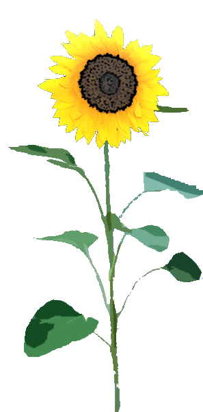 Free Free 128 Transparent Background Sunflower Clipart Free SVG PNG EPS DXF File