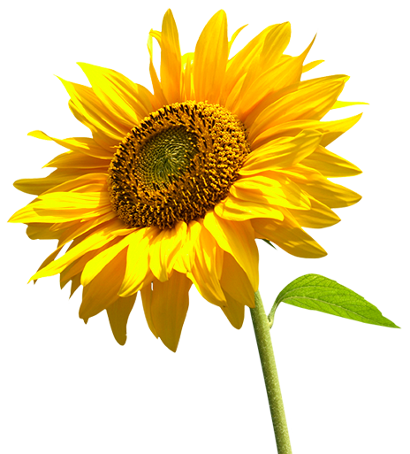 Free Free 305 Transparent Background Realistic Sunflower Svg SVG PNG EPS DXF File