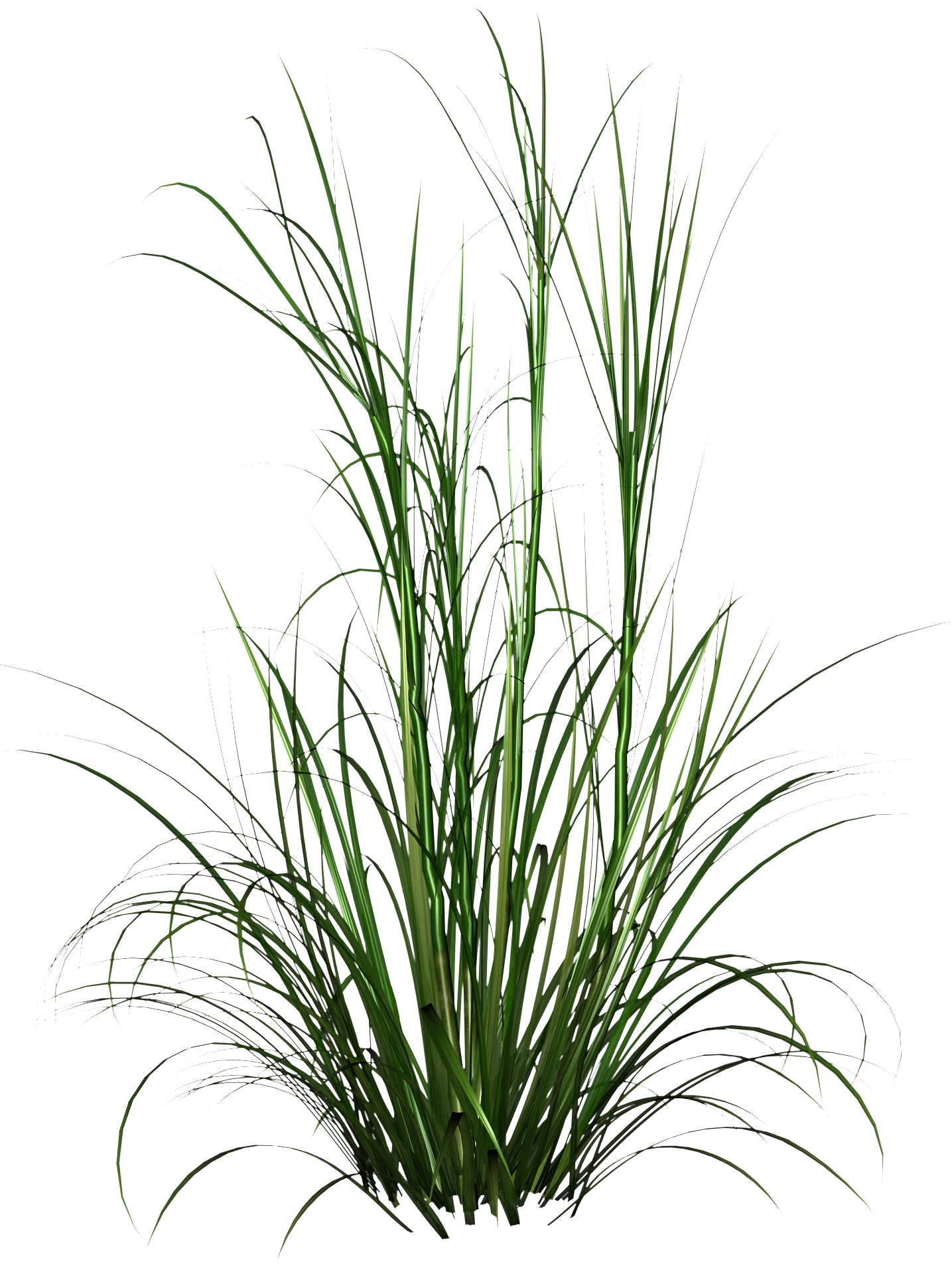 Tall Grass PNG, Tall Grass Transparent Background - FreeIconsPNG