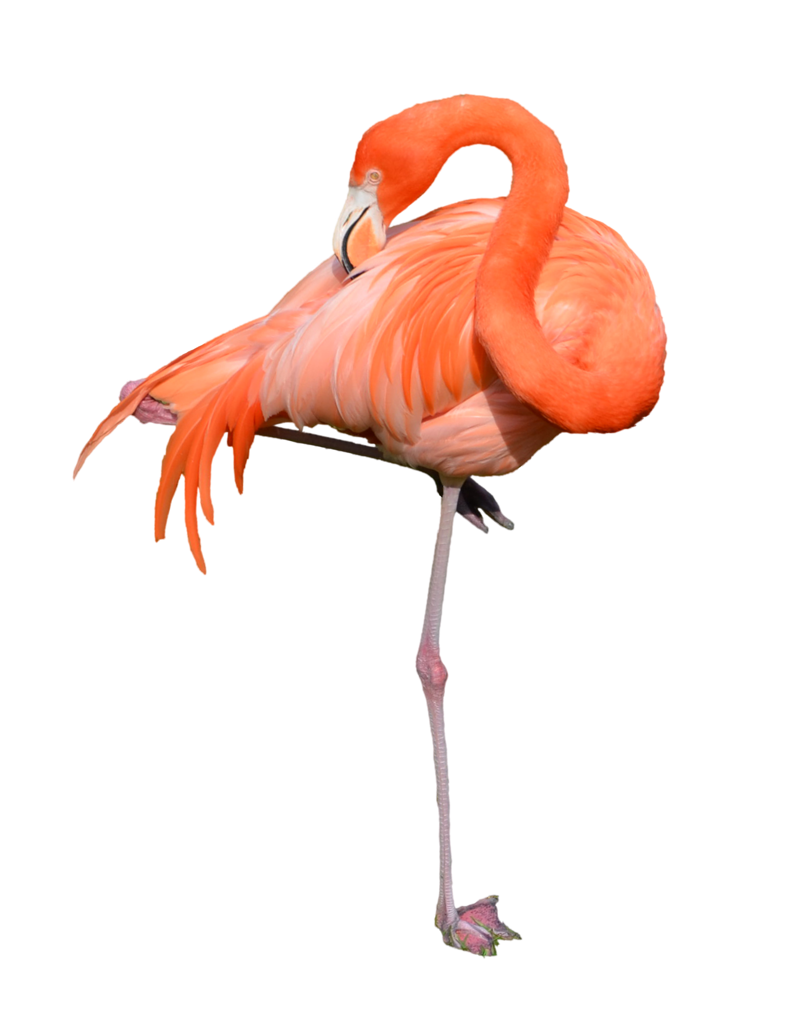 Flamingo Transparent PNG Pictures - Free Icons and PNG Backgrounds