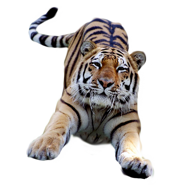 Photo Tiger Png Transparent Background Free Download 39185 Freeiconspng