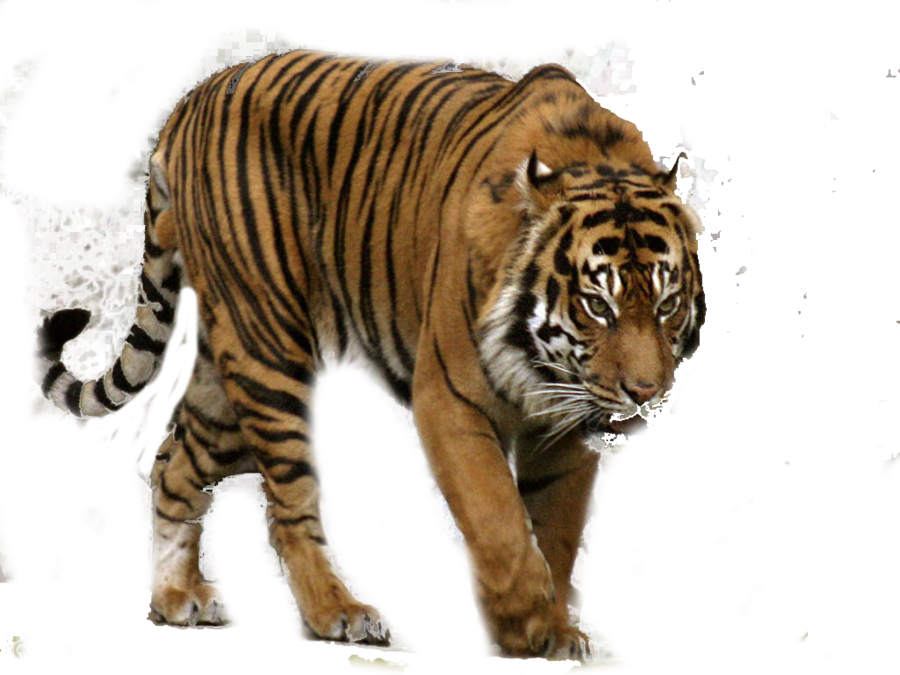 Tiger Png Tiger Transparent Background Freeiconspng