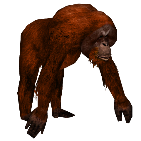 background and terrible wild orangutan png transparent background free download 48086 freeiconspng background and terrible wild orangutan