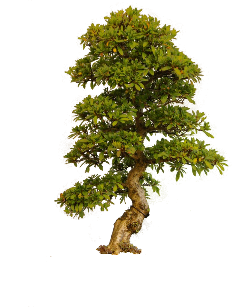 PNG Tree Transparent #781 - Free Icons and PNG Backgrounds