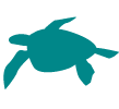 Icon Turtle Download PNG Transparent Background, Free Download #10989 ...