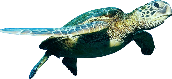 Turtle PNG, Turtle Transparent Background - FreeIconsPNG