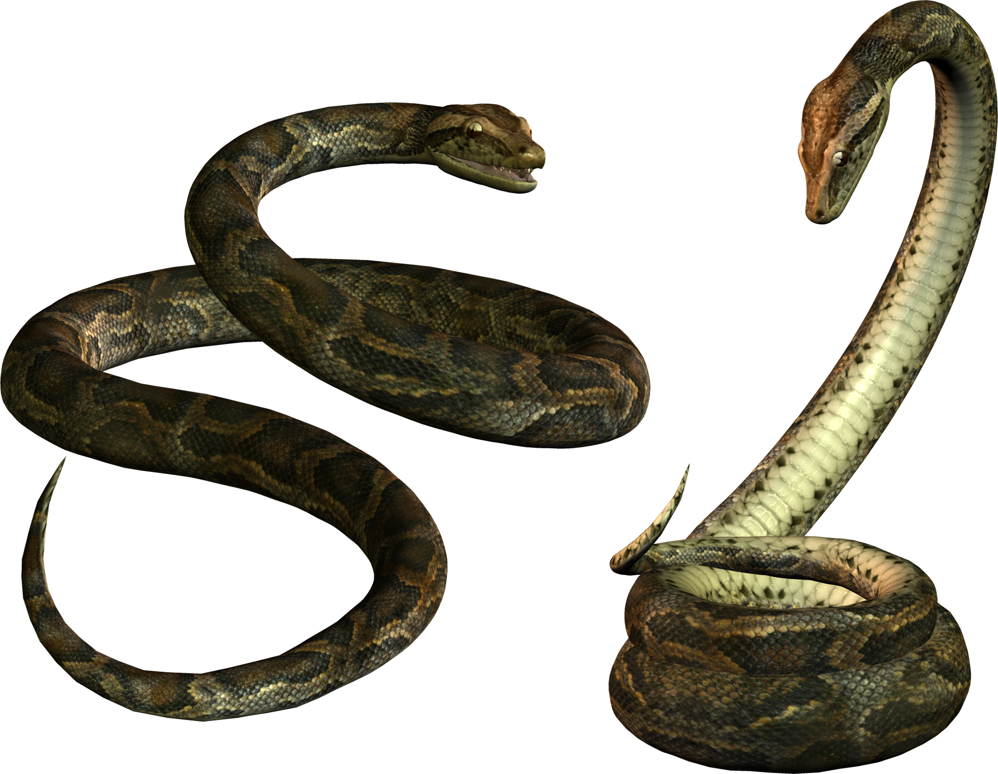  Snake  PNG  Snake  Transparent Background FreeIconsPNG
