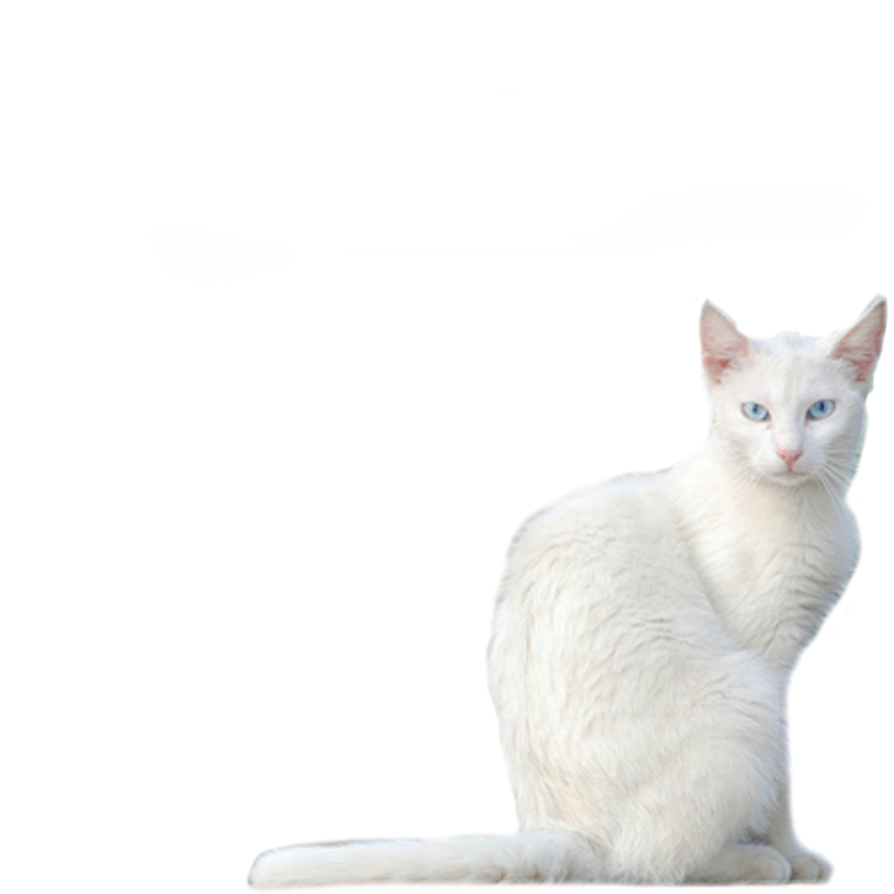 White Cat Png Transparent Background Free Download 40369 Freeiconspng