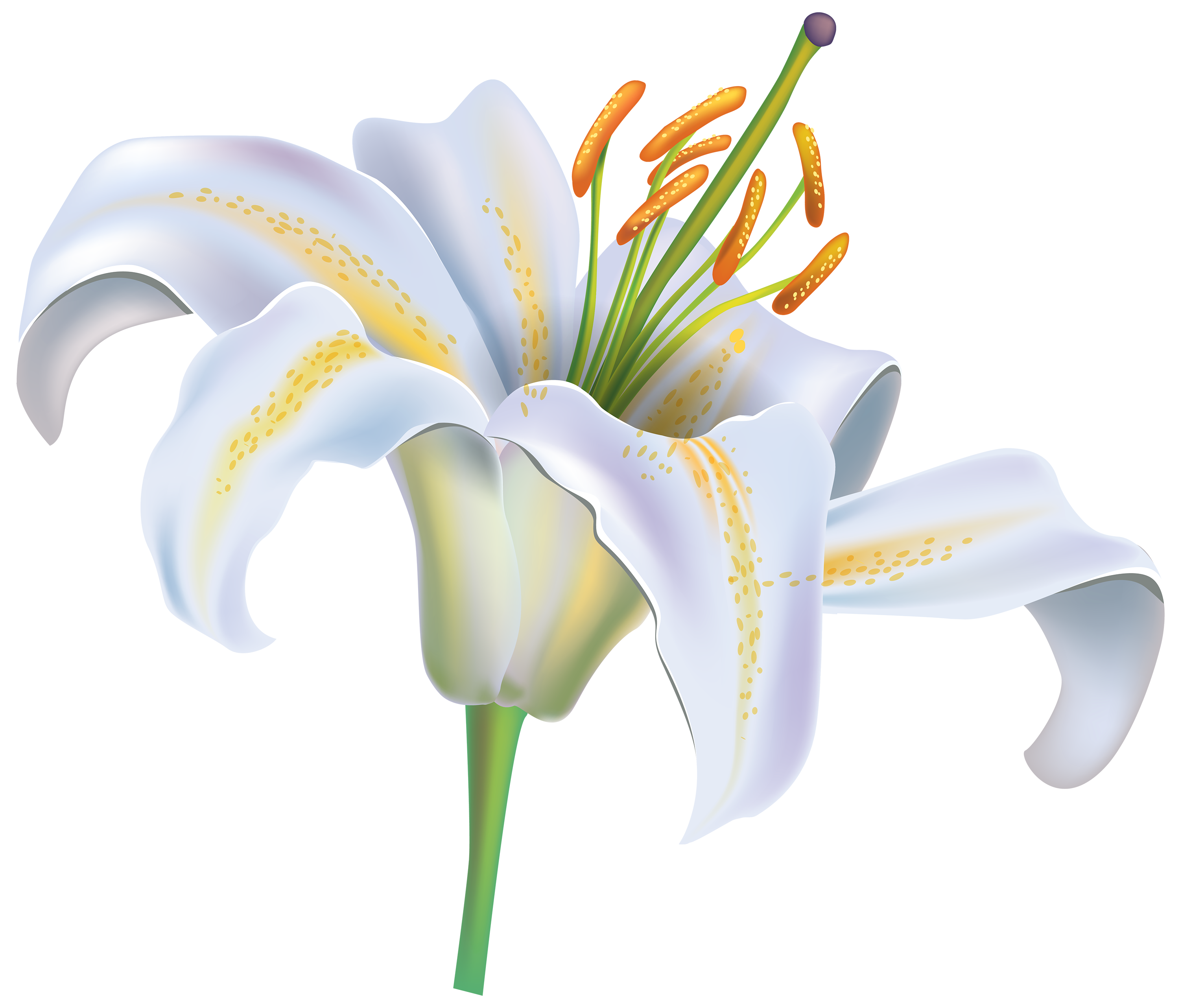 Lily Flower Transparent Png Pictures Free Icons And Png Backgrounds