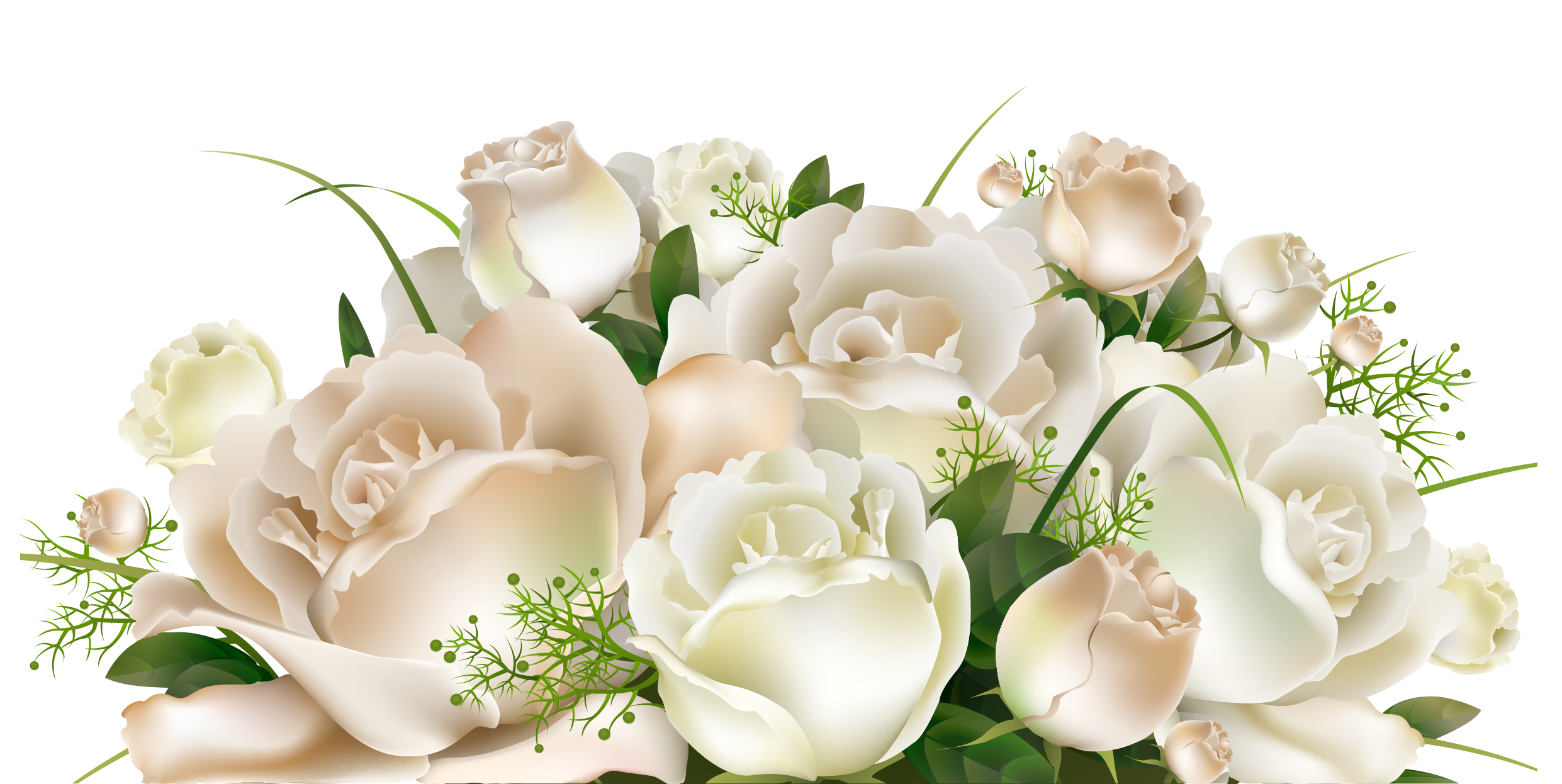 Free White Rose Transparent Background Download Free - vrogue.co