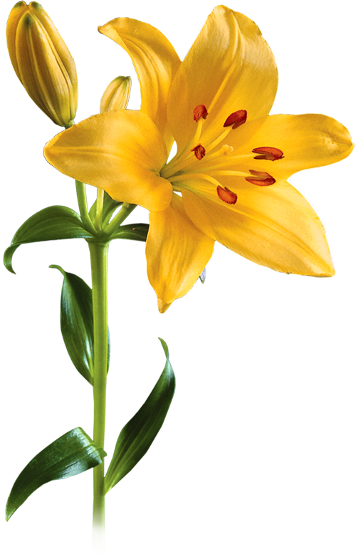 Lily Flower Transparent PNG Pictures - Free Icons and PNG Backgrounds